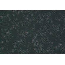 A549 [A-549]（人非小细胞肺癌细胞）