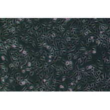 A549 [A-549]（人非小细胞肺癌细胞）