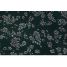 AR42J（大鼠胰腺外分泌细胞）