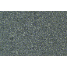 CCRF-CEM [CCRF CEM]（人急性淋巴细胞白血病T淋巴细胞）