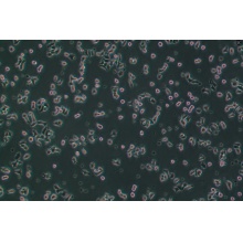 INS-1（大鼠胰岛细胞瘤细胞）