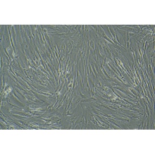 MRC-5（人胚肺成纤维细胞）