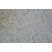 GL261（小鼠胶质瘤细胞）