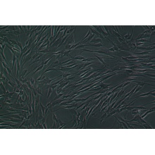 T/G HAVSMC（人血管平滑肌细胞）