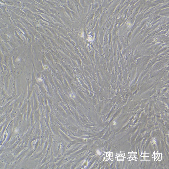 HPNE 人胰腺导管细胞