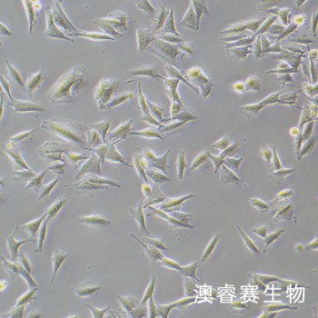 WM266-4 人黑色素瘤细胞