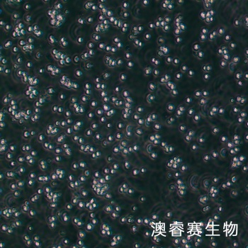 Mo7e 人巨细胞白血病细胞