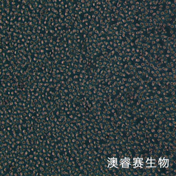 OCI-AML3 人急性髓细胞性白血病细胞系