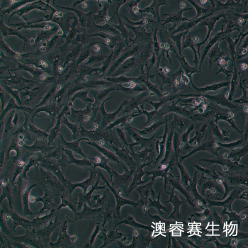 MA104（罗猴胎肾细胞）