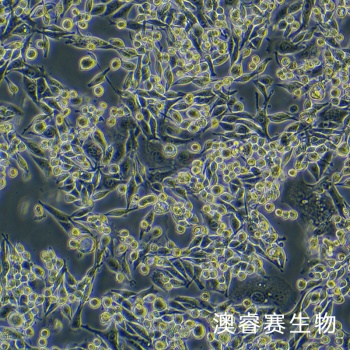 LA795 小鼠肺腺癌细胞