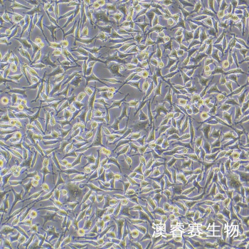 DRG 大鼠背根神经节细胞