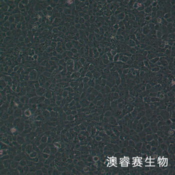 SRA01/04 人晶体上皮细胞永生系