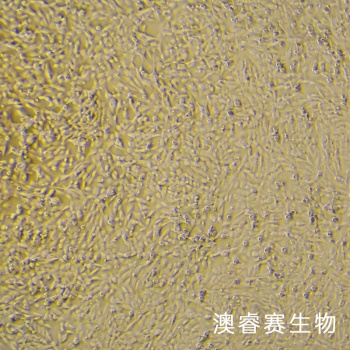 AC16 人心肌细胞