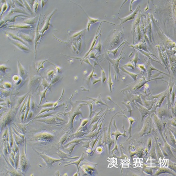 C166 小鼠血管内皮细胞