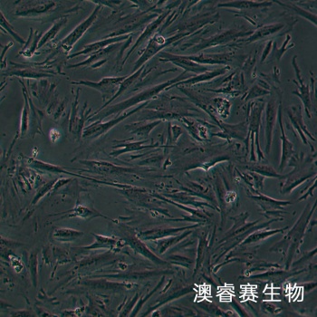 CCD18Co 正常人结肠组织细胞