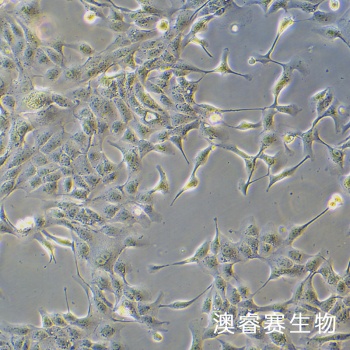 MDCK-II 犬肾细胞