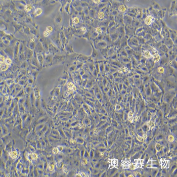 IPEC-J2 猪小肠上皮细胞