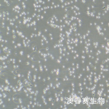 PBMC 人原代外周血单个核细胞