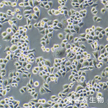 SCL-1 人皮肤鳞状细胞癌细胞