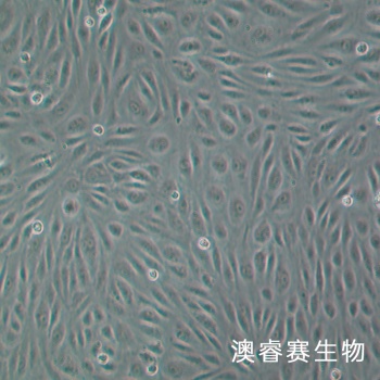 HRGEC 人肾小球内皮细胞