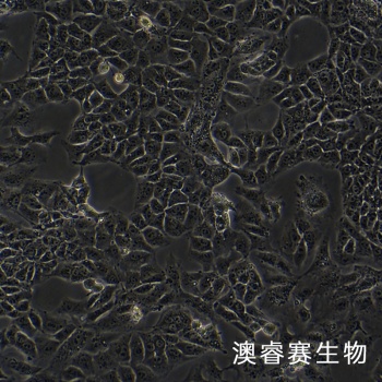 NTERA-2 cl.D1 人睾丸癌细胞