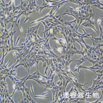 OLN-93 大鼠少突胶质前体细胞