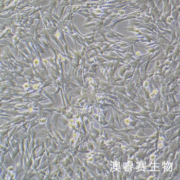 MOVAS 小鼠主动脉血管平滑肌细胞