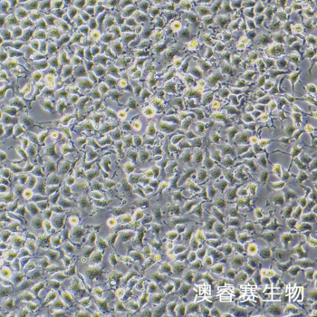 EpH4-Ev 小鼠乳腺上皮细胞