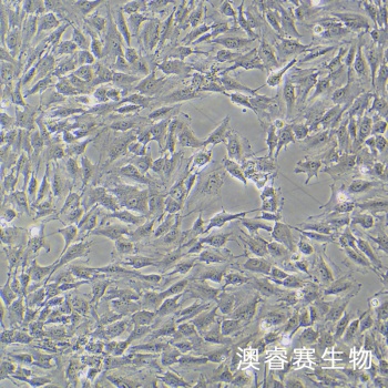 KGN 人卵巢颗粒细胞