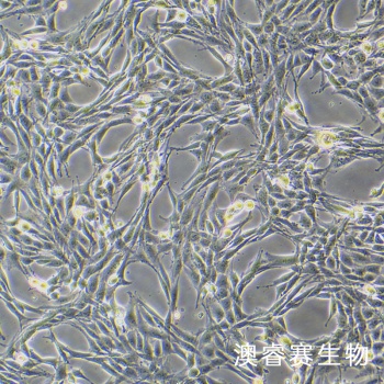 B104 大鼠神经母细胞瘤细胞
