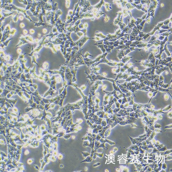 MN9D 小鼠中脑多巴胺能神经元细胞