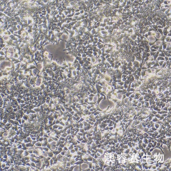 Lentil-X293T 人肾上皮细胞系