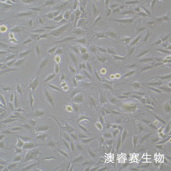 CFSC-8B细胞 大鼠肝星形活细胞