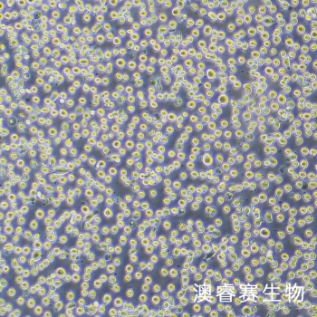 DAMI细胞 人巨核细胞白血病细胞
