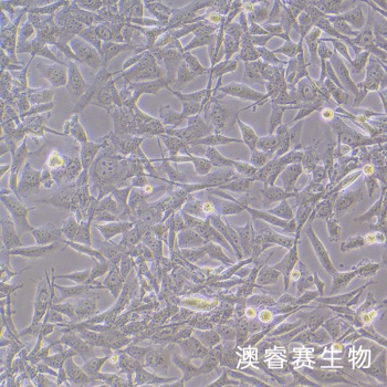 MO3.13细胞 人少突胶质细胞