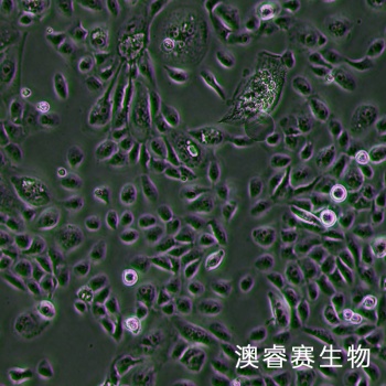 HSC-3细胞 人口腔鳞癌细胞