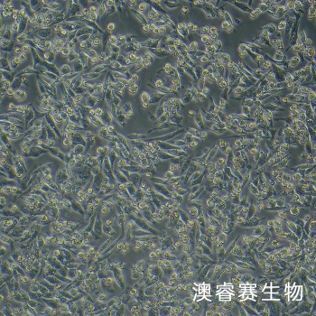 HD-11（ 鸡巨噬细胞）