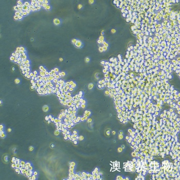 NCI-H2122细胞 人肺腺癌细胞