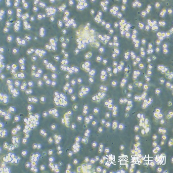 SKM-1细胞；人骨髓增生异常综合征细胞