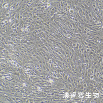 M-1细胞； 小鼠肾集合管细胞