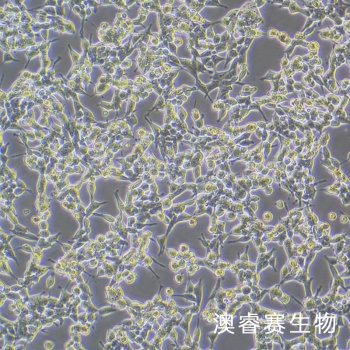 293E细胞;人胚肾细胞