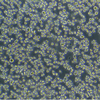 HMC-1 人肥大细胞