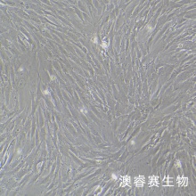 HPNE 人胰腺导管细胞