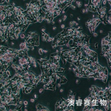 Hepg2 人肝癌细胞