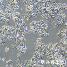 Hepg2 人肝癌细胞