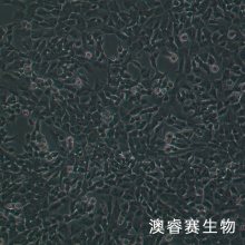 SH-SY5Y 人神经母细胞瘤细胞