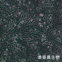 SH-SY5Y 人神经母细胞瘤细胞