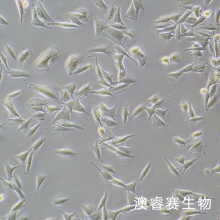 WM266-4 人黑色素瘤细胞