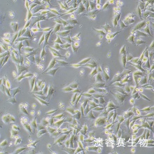 WM266-4 人黑色素瘤细胞