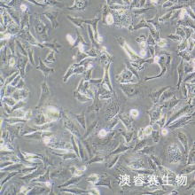 A375 人黑色素瘤细胞
